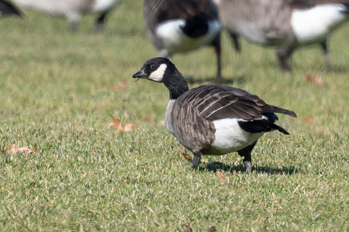 Cackling Goose - ML611627096