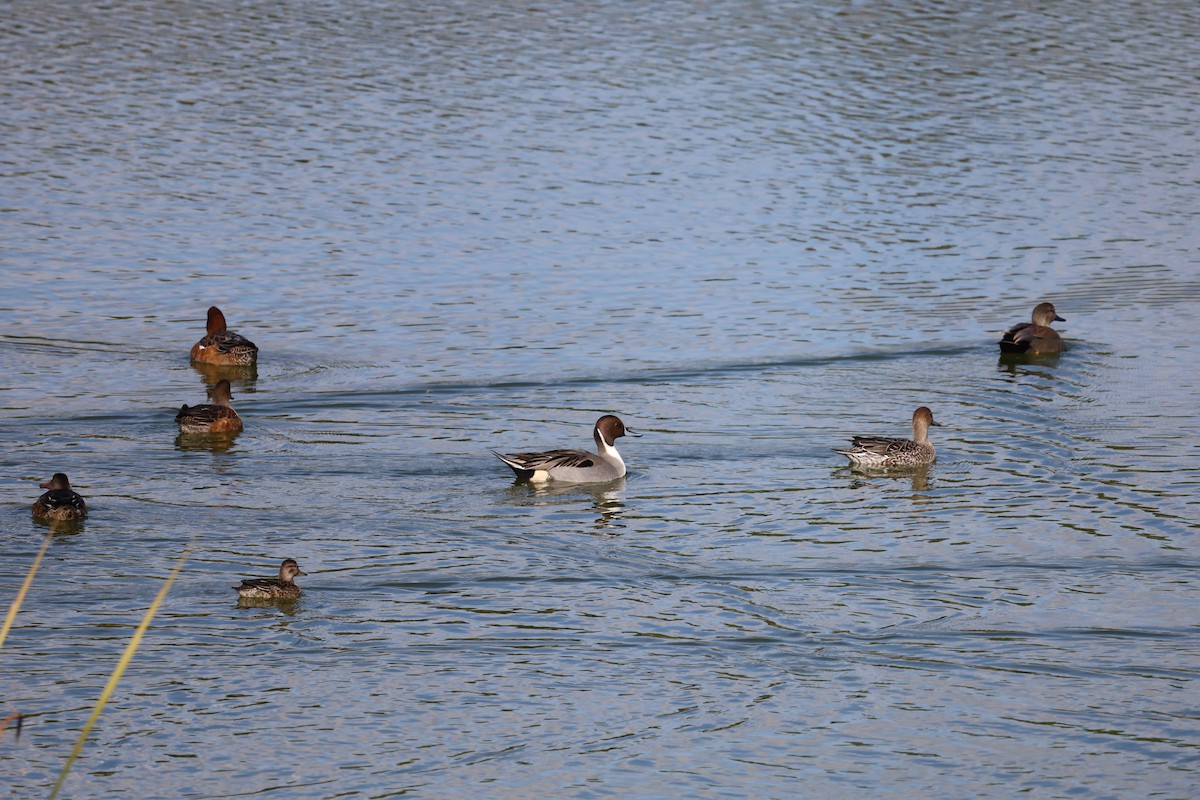 Northern Pintail - Luís Filipe Ferreira