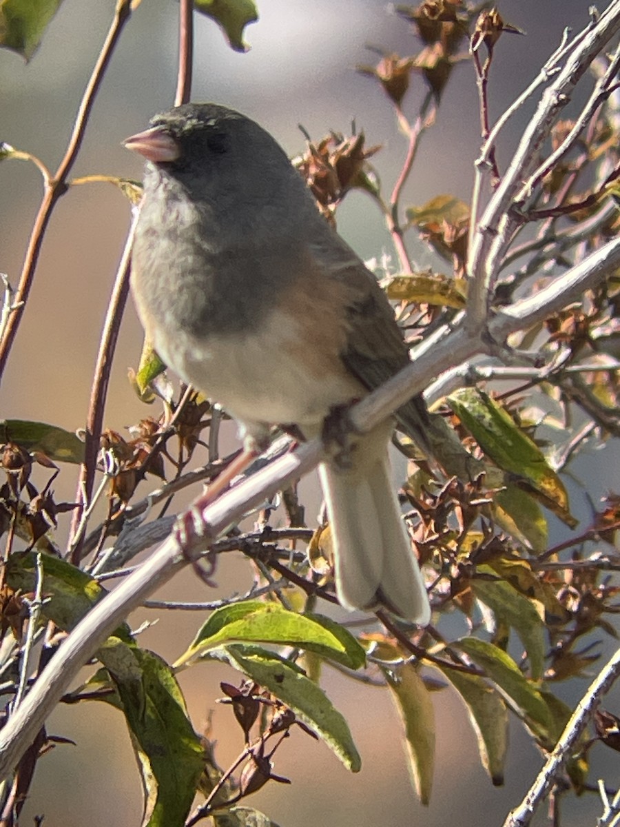 Dark-eyed Junco - ML611627146