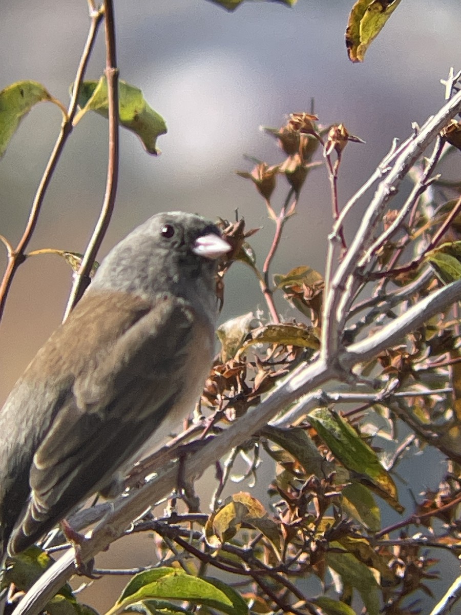 Dark-eyed Junco - ML611627150