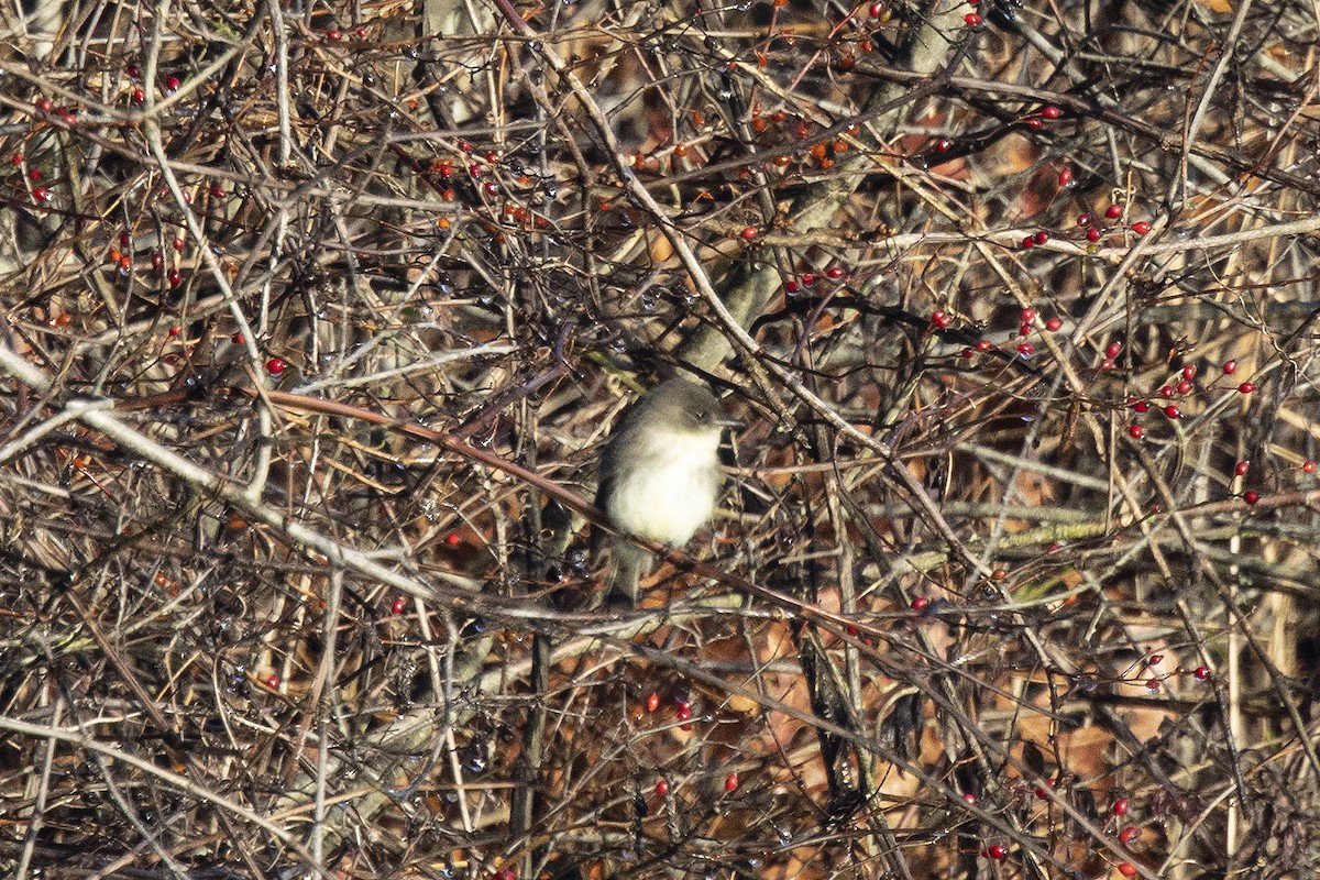 Eastern Phoebe - Anonymous