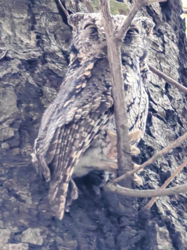 screech-owl sp. - ML611627233