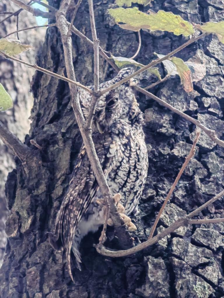 screech-owl sp. - Anonymous