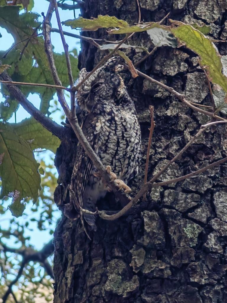 screech-owl sp. - ML611627236