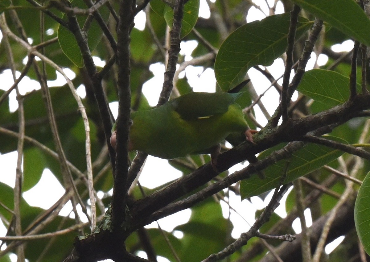 Plain Parakeet - ML611627363