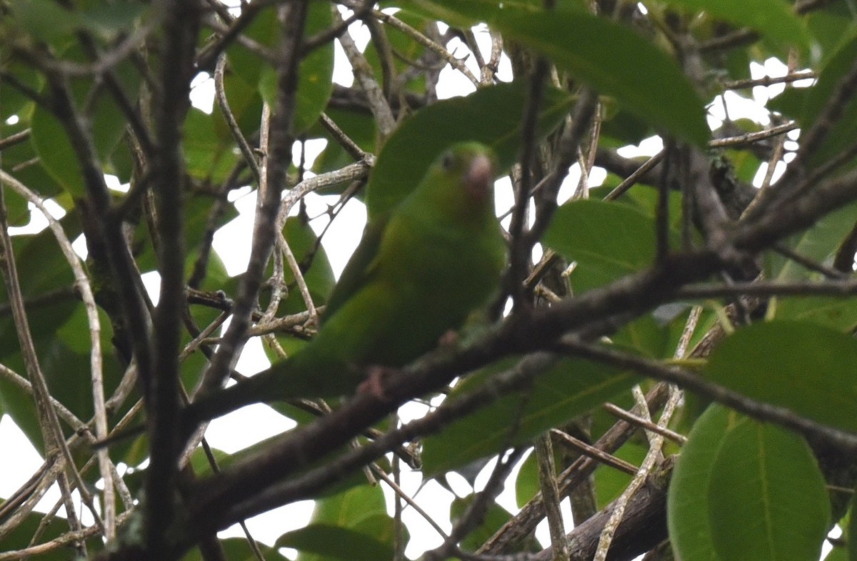 Plain Parakeet - ML611627364