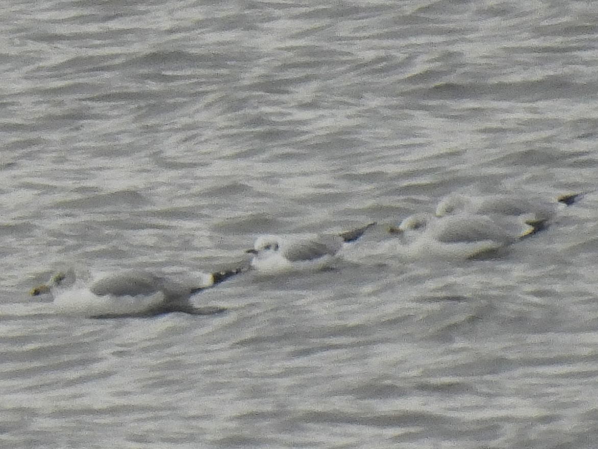 Bonaparte's Gull - ML611627433