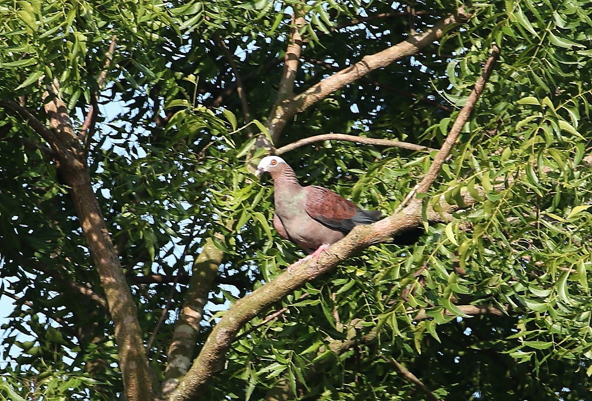 Pale-capped Pigeon - Subrata Nag