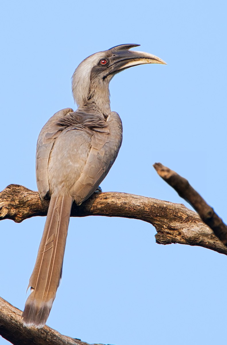 Indian Gray Hornbill - ML611627591