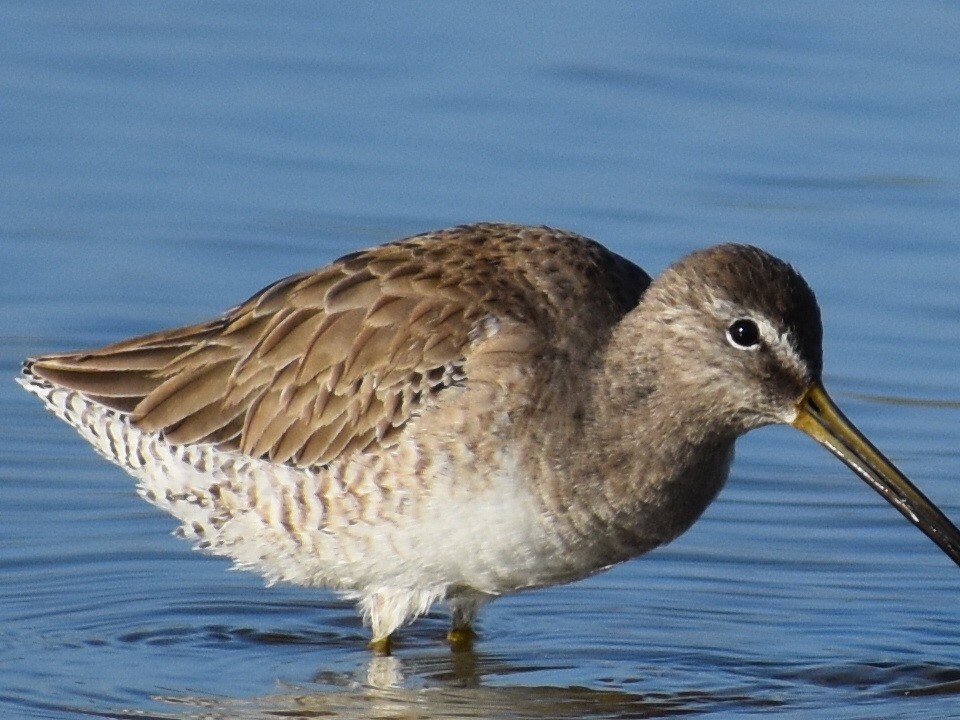 Long-billed Dowitcher - ML611627615