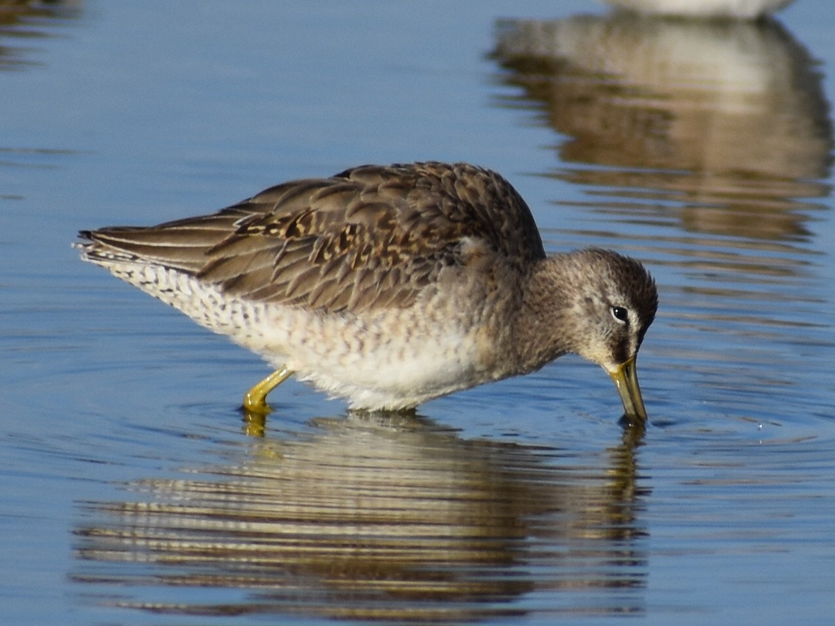 Long-billed Dowitcher - ML611627616