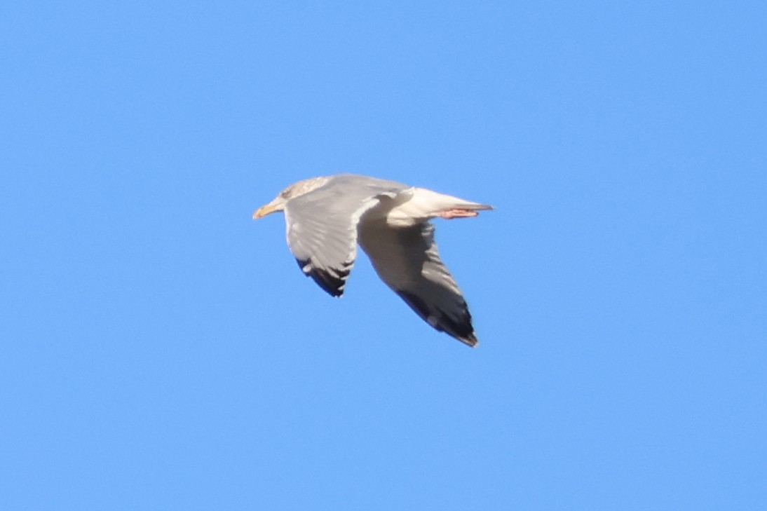 Herring Gull - Eric Cameron