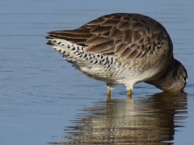 Long-billed Dowitcher - ML611627622