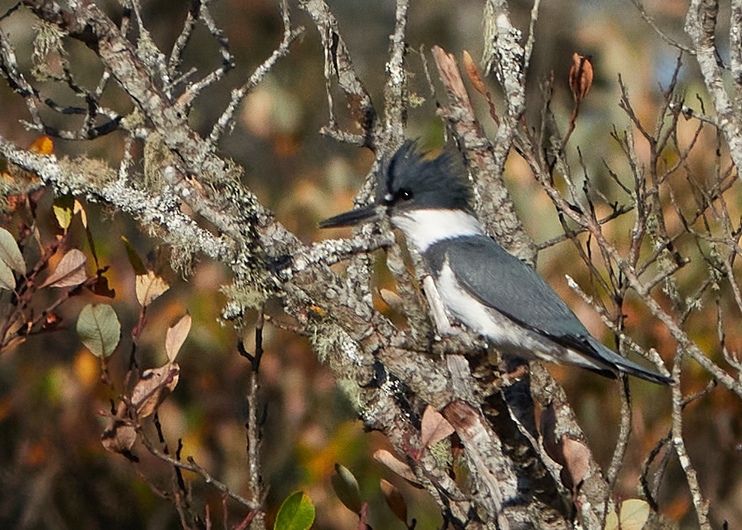 Belted Kingfisher - ML611627656