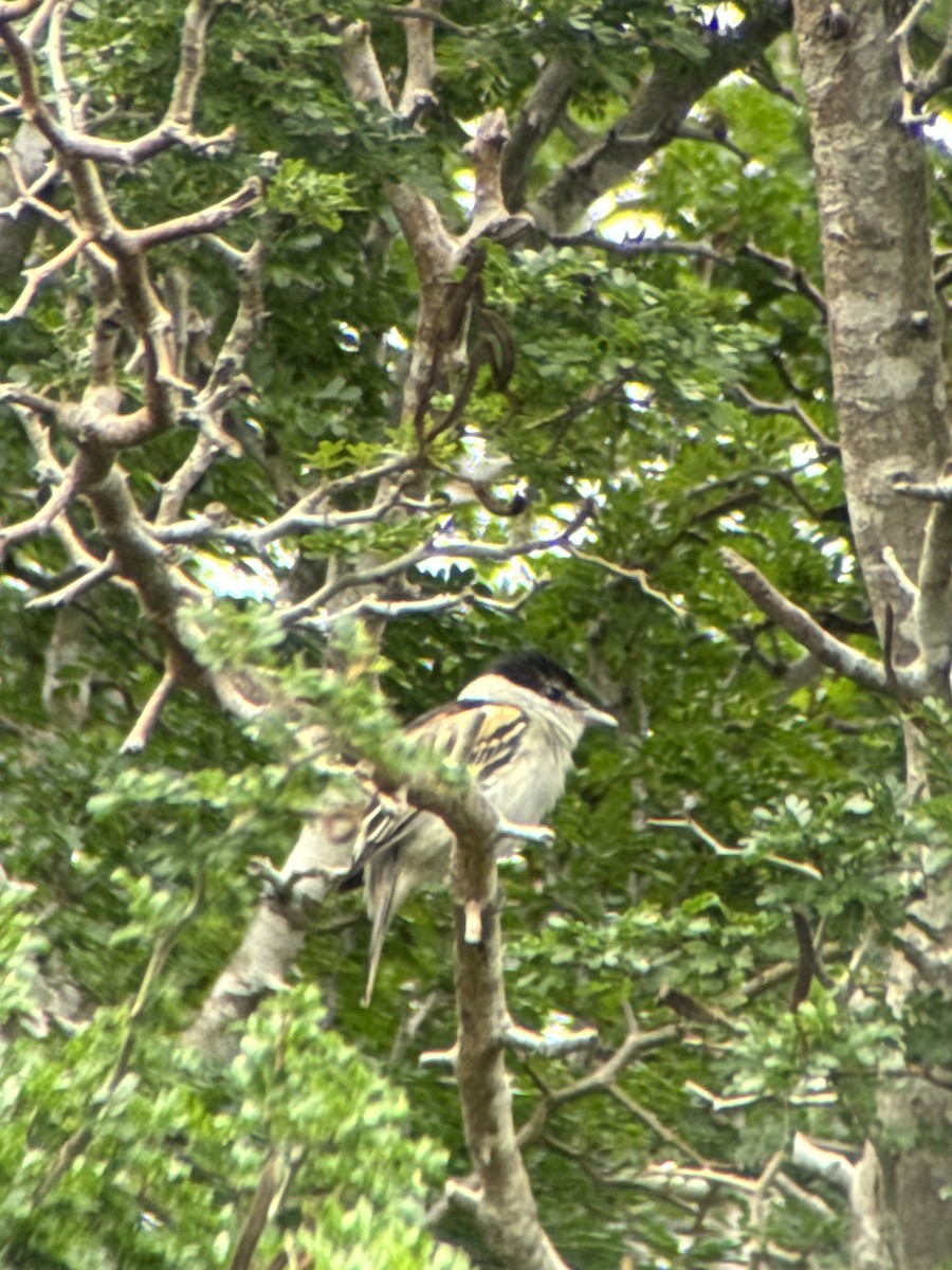 Gray-collared Becard - Daniel Walker