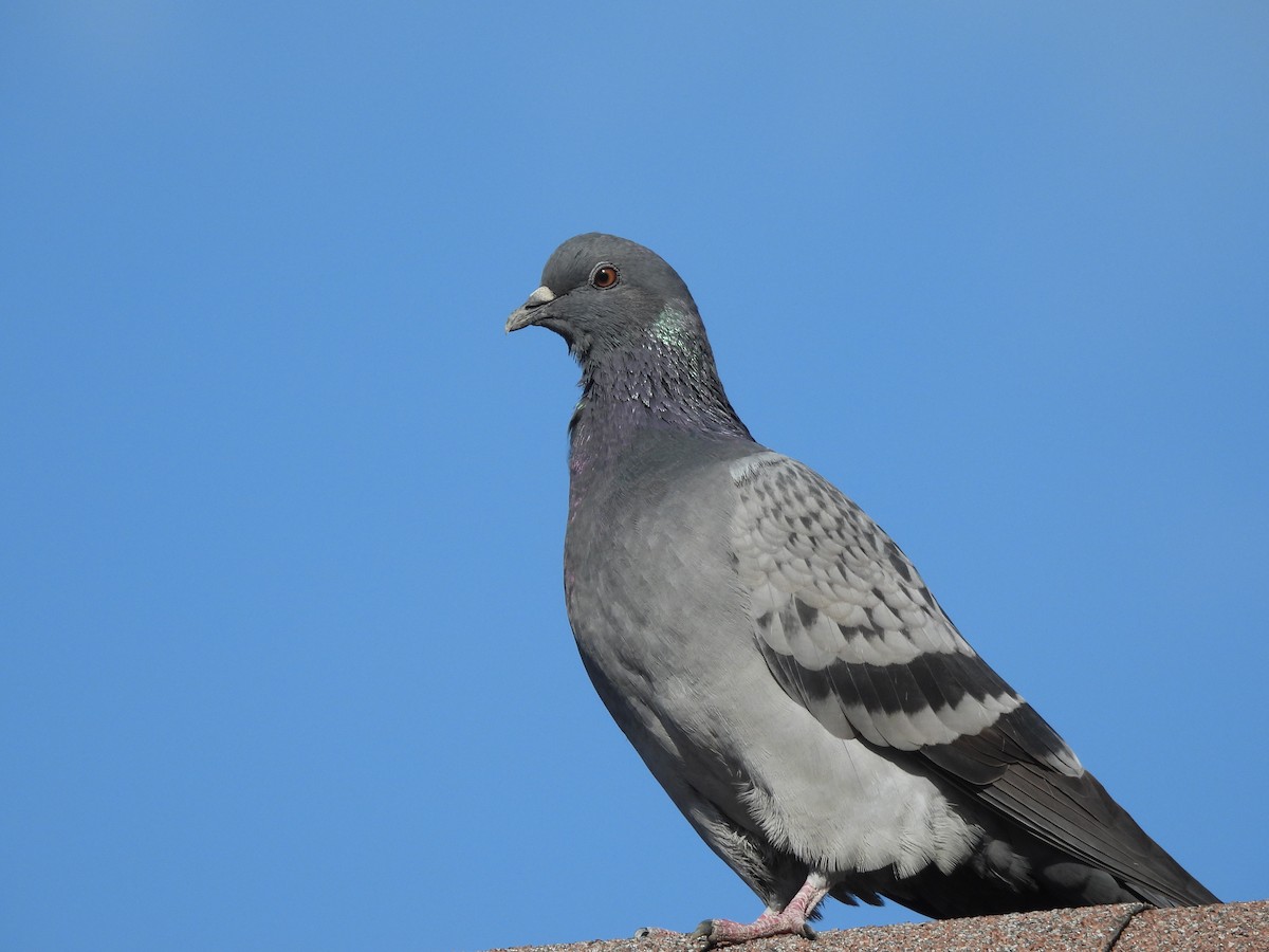 Rock Pigeon (Feral Pigeon) - ML611627740