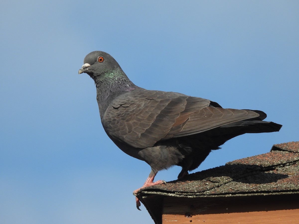 Rock Pigeon (Feral Pigeon) - ML611627741