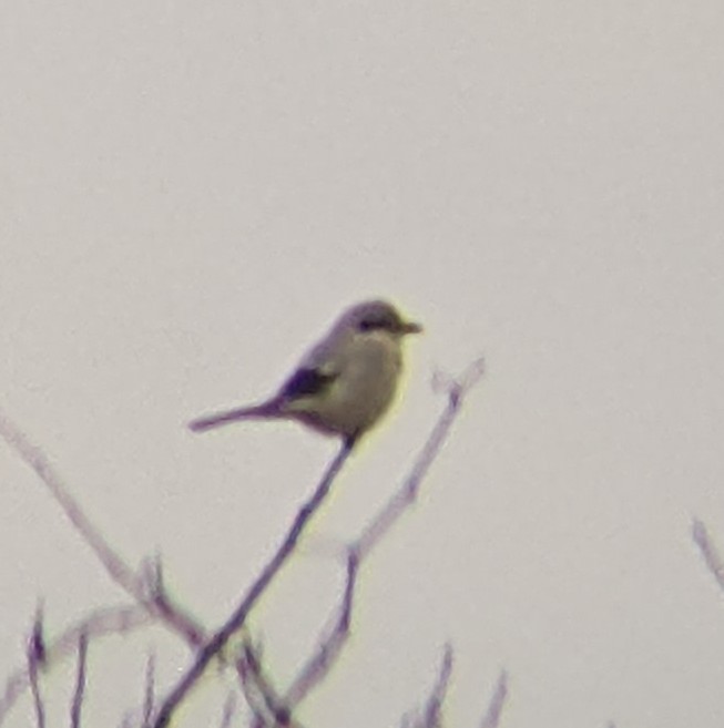 Northern Shrike - ML611627865