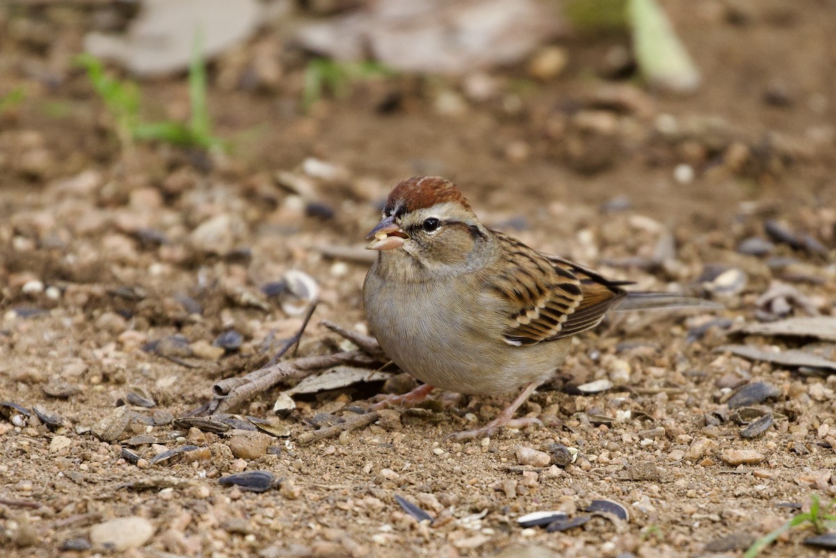 Chipping Sparrow - ML611627885