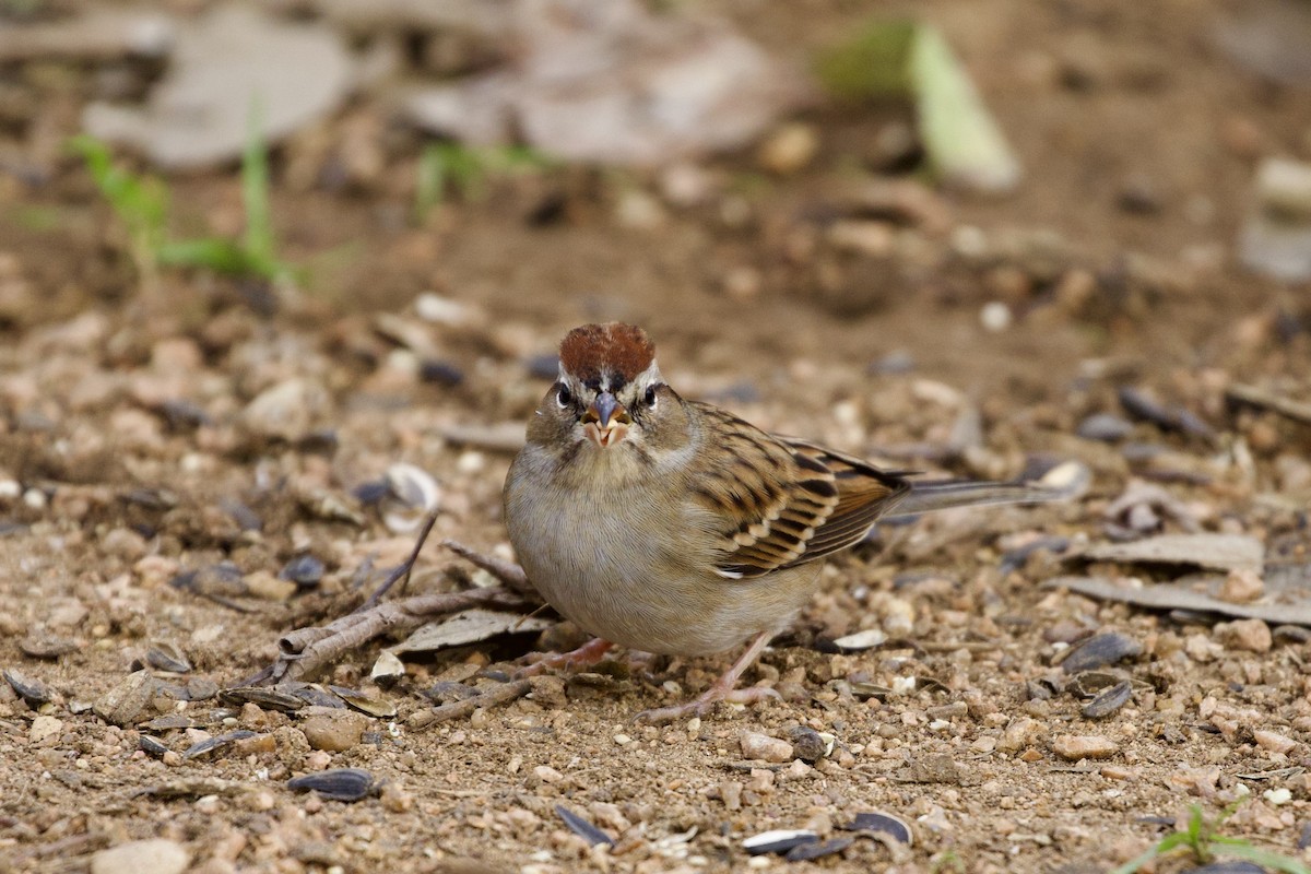 Chipping Sparrow - ML611627886