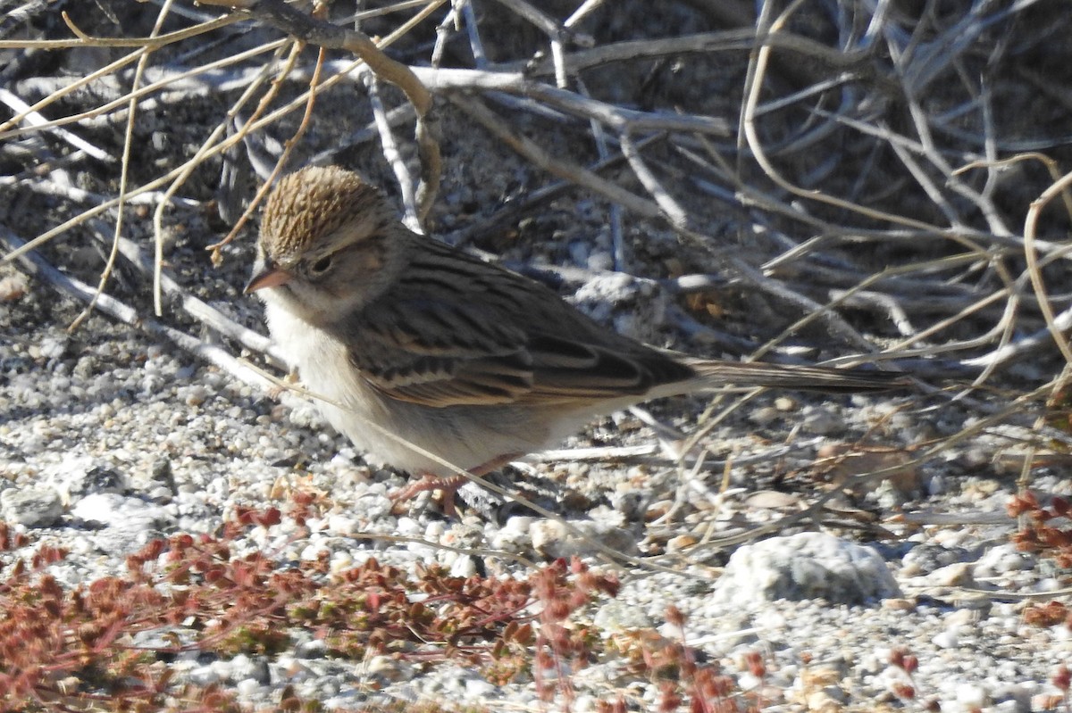 Brewer's Sparrow - ML611627931