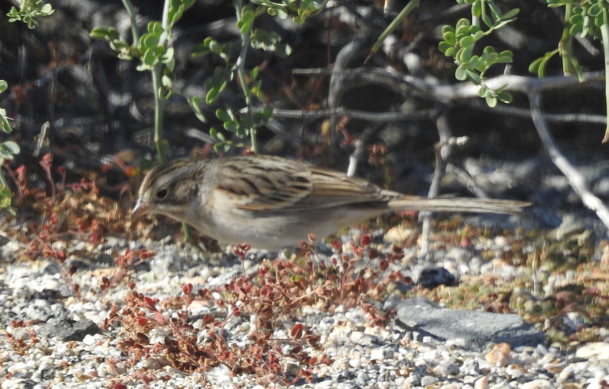 Brewer's Sparrow - ML611627932