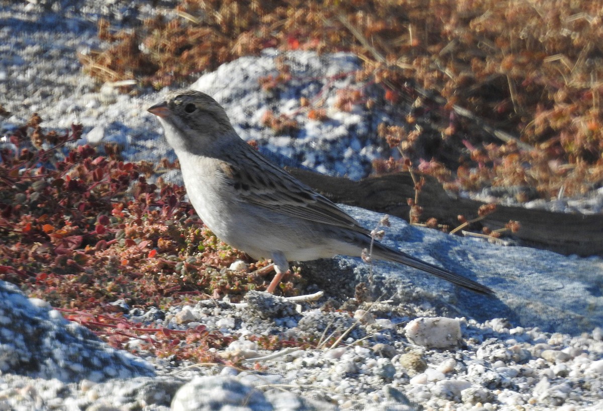 Brewer's Sparrow - ML611627936