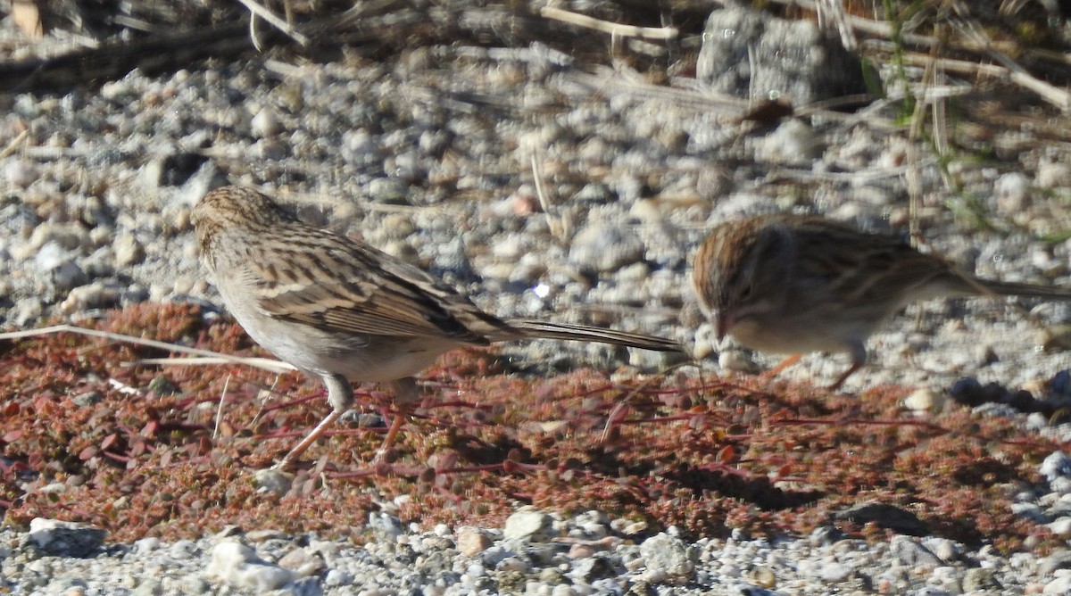 Brewer's Sparrow - Andrew Birch