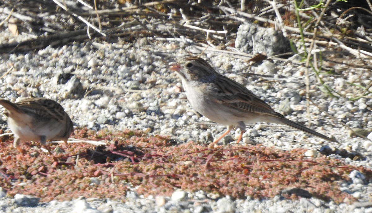 Brewer's Sparrow - Andrew Birch