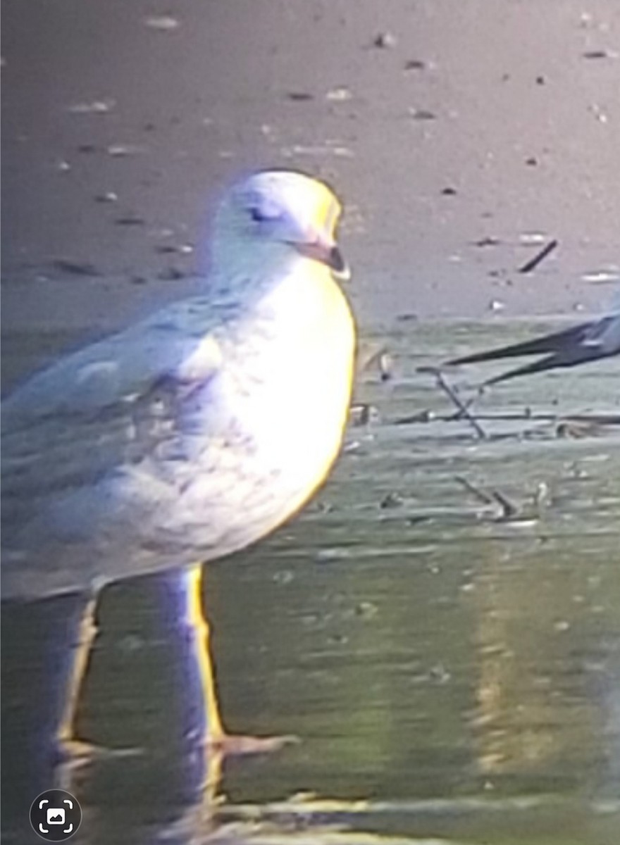 Ring-billed Gull - ML611627968