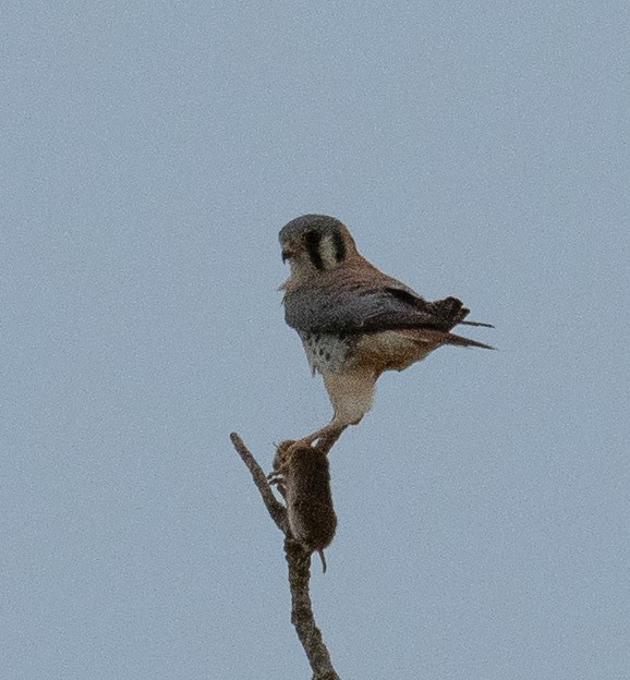 American Kestrel - ML611627979