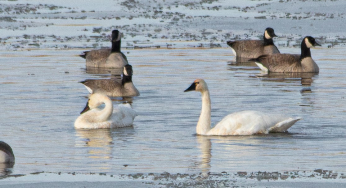 Tundra Swan - Mike Clark