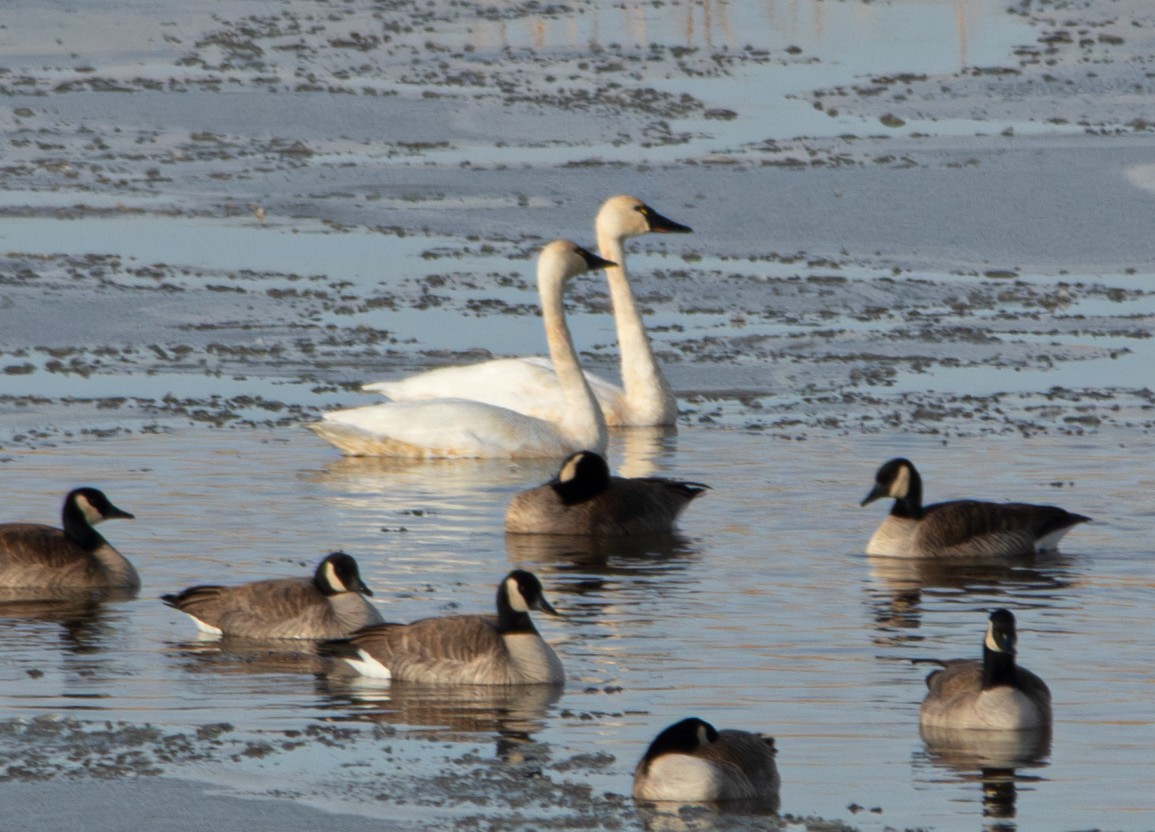 Tundra Swan - ML611628147