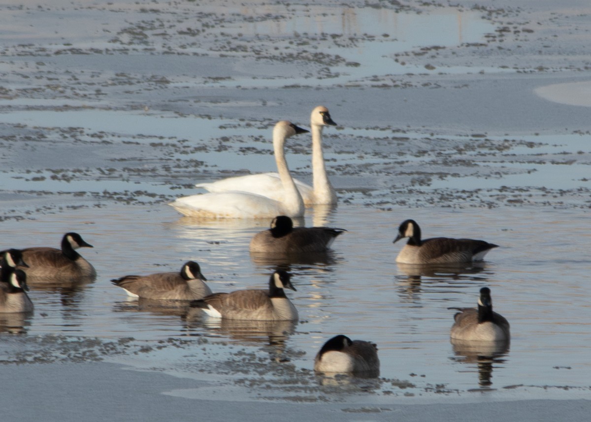 Tundra Swan - ML611628148