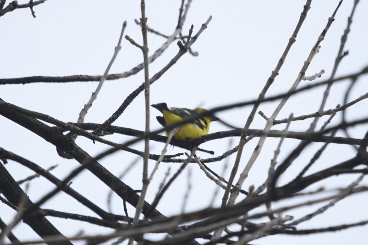 Western Tanager - ML611628234
