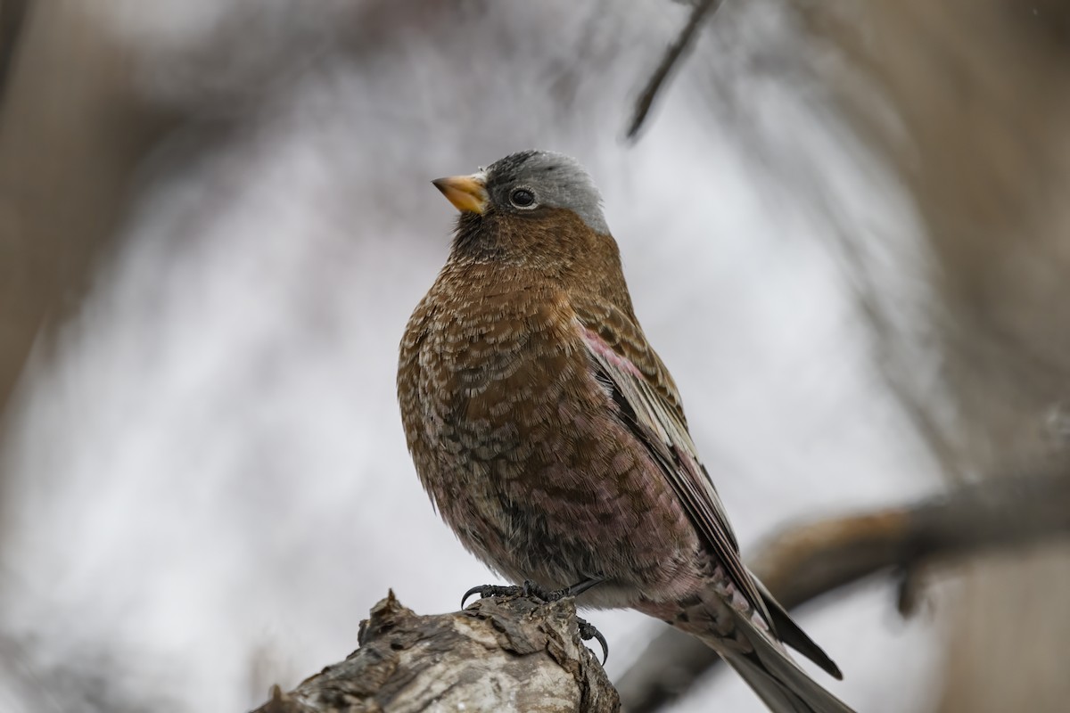 Gray-crowned Rosy-Finch - ML611628240