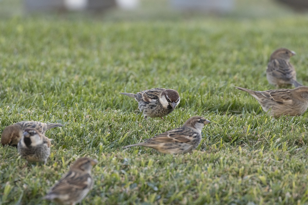 Spanish Sparrow - Sebastiano Ercoli