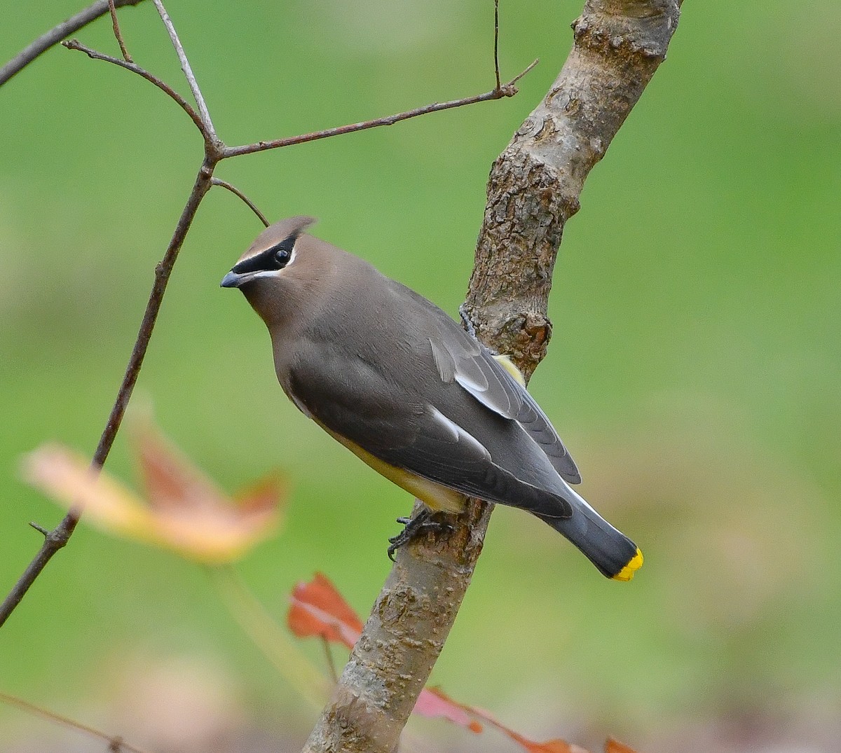 Cedar Waxwing - ML611628439
