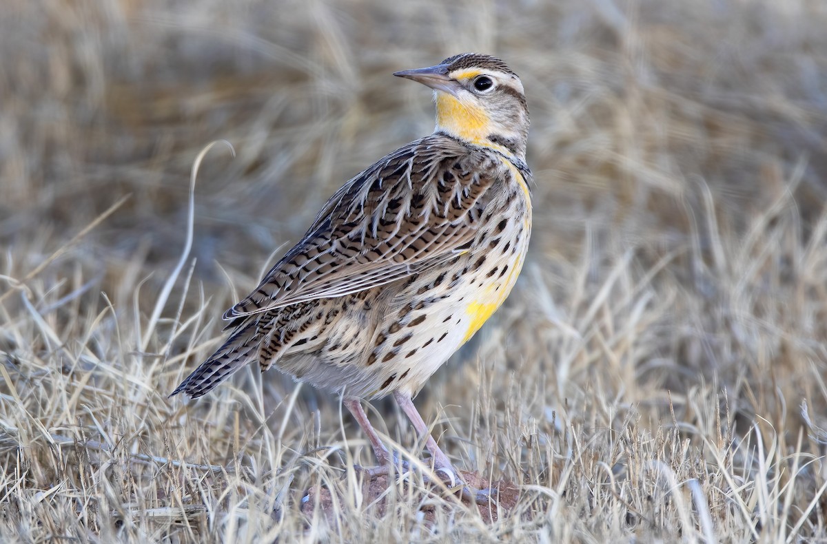 Western Meadowlark - Mark Chappell