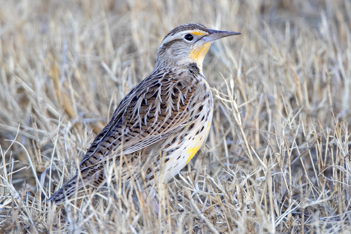 Western Meadowlark - Mark Chappell