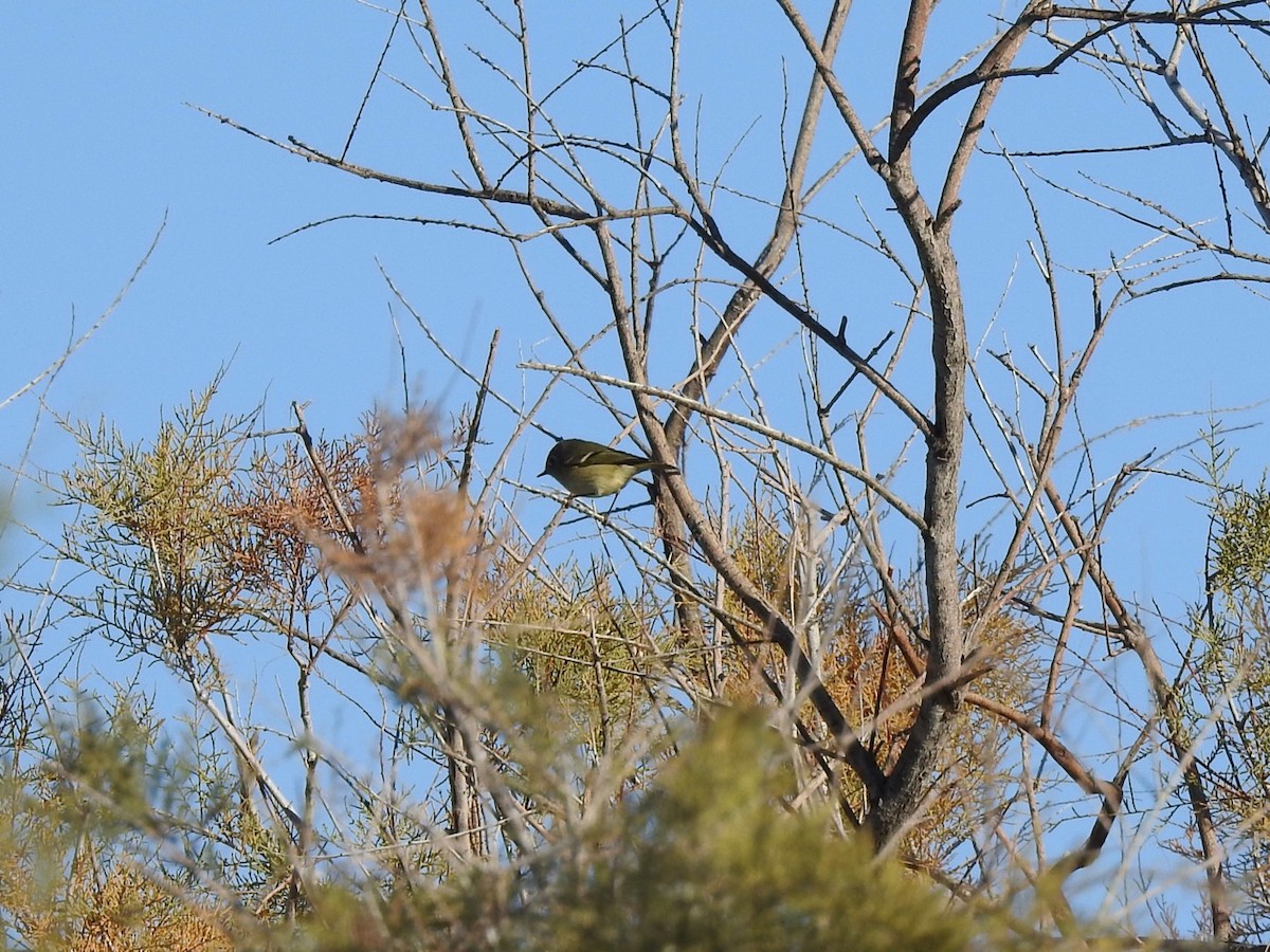 Ruby-crowned Kinglet - ML611628533