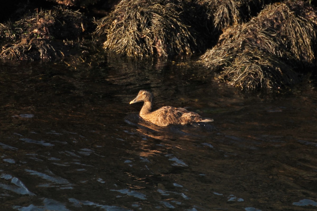 Common Eider - ML611628536