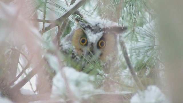 Long-eared Owl - ML611628610