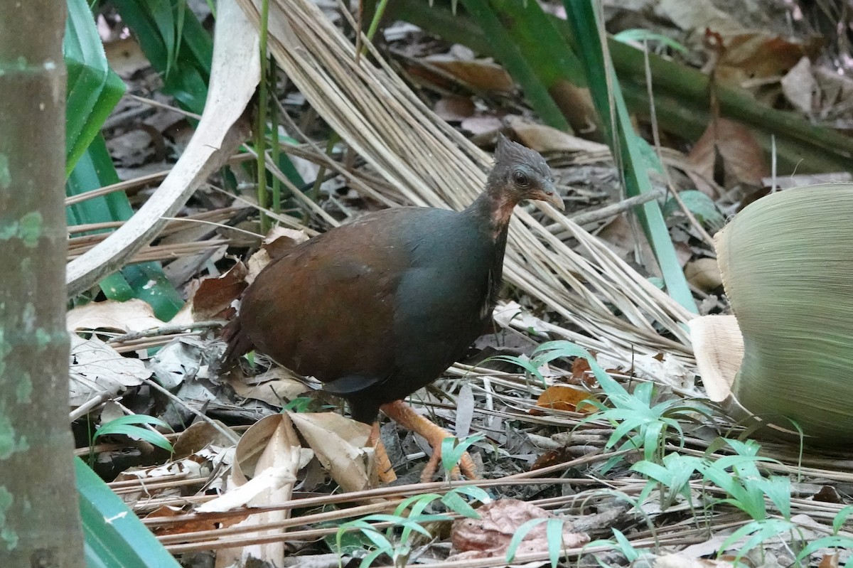 Orange-footed Megapode - ML611628619