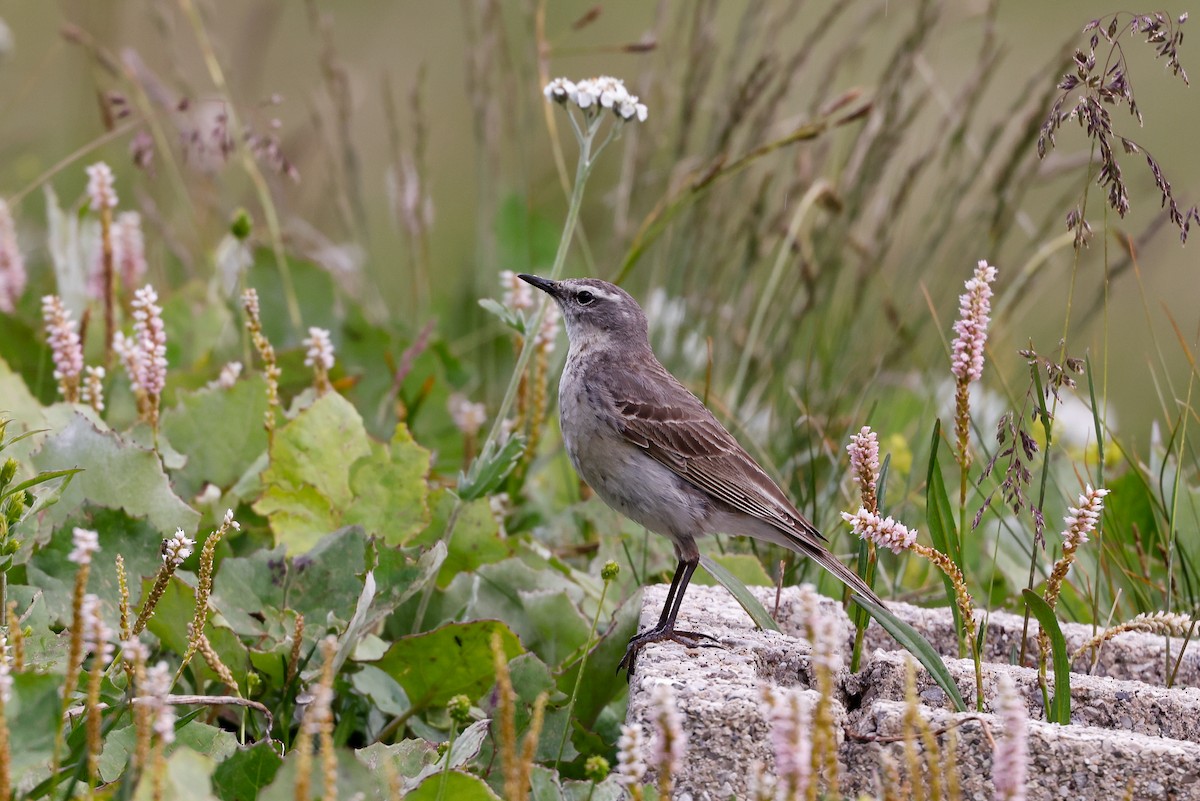 Water Pipit (Western) - ML611628803