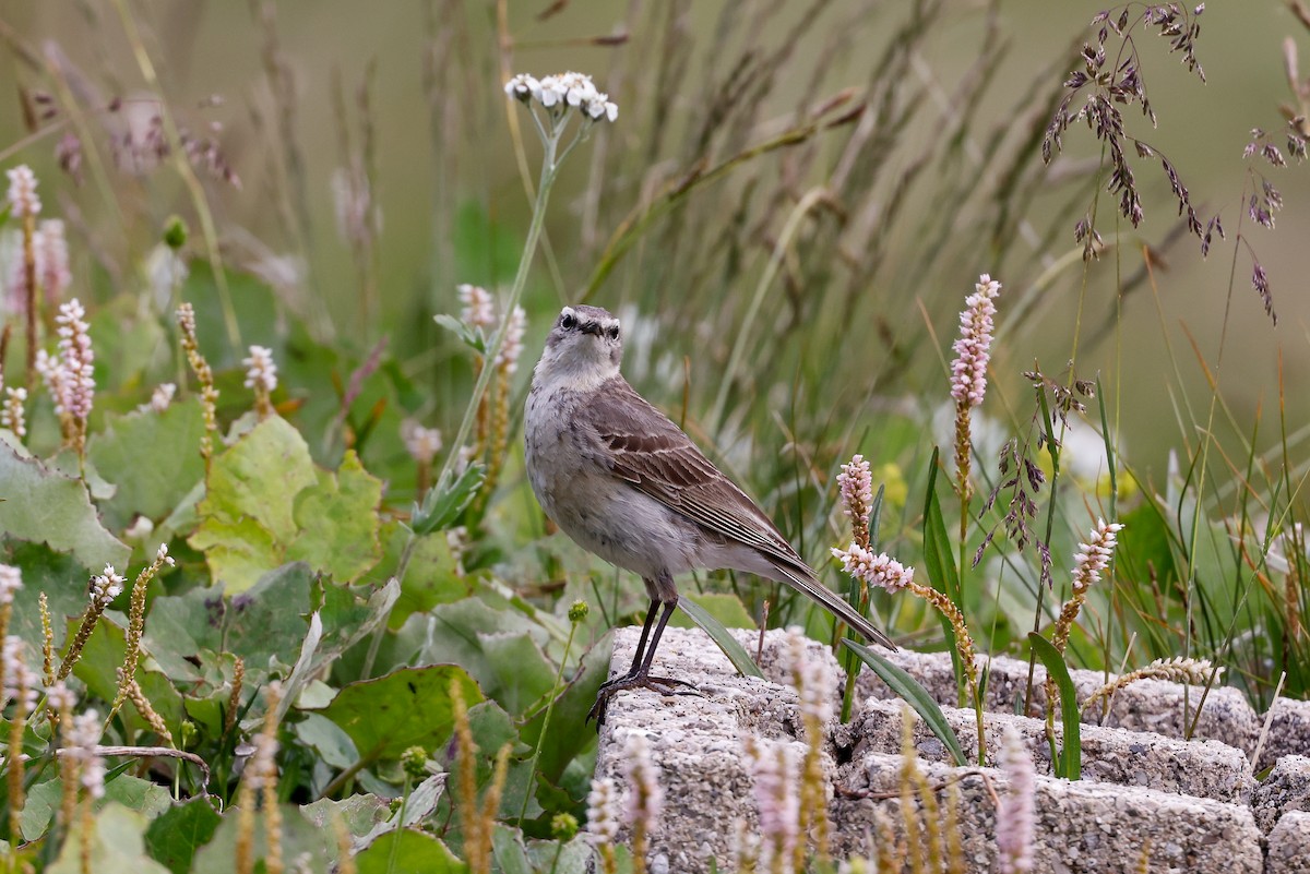 Water Pipit (Western) - ML611628805