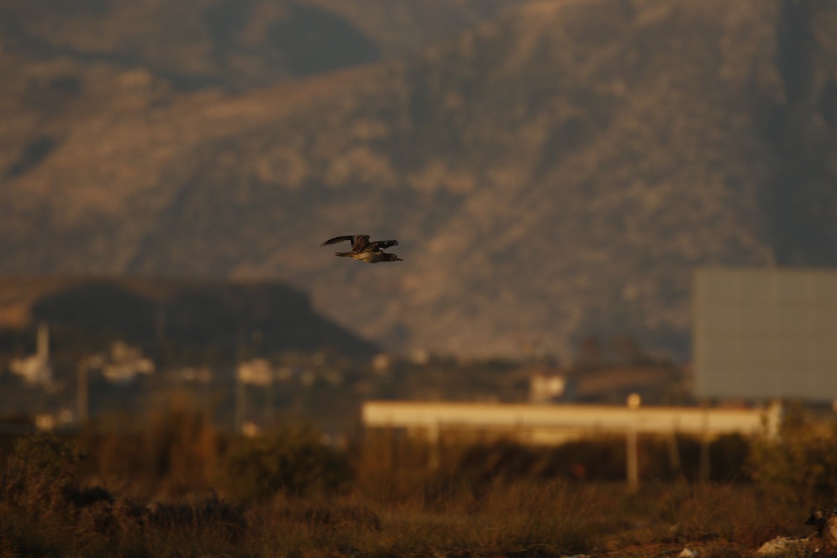 Eurasian Thick-knee - ML611628845