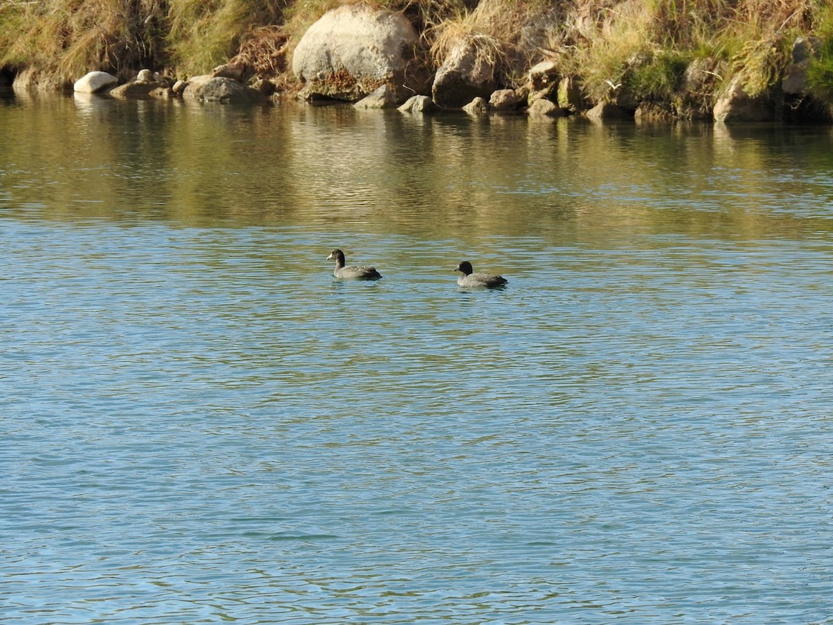 American Coot - ML611628861