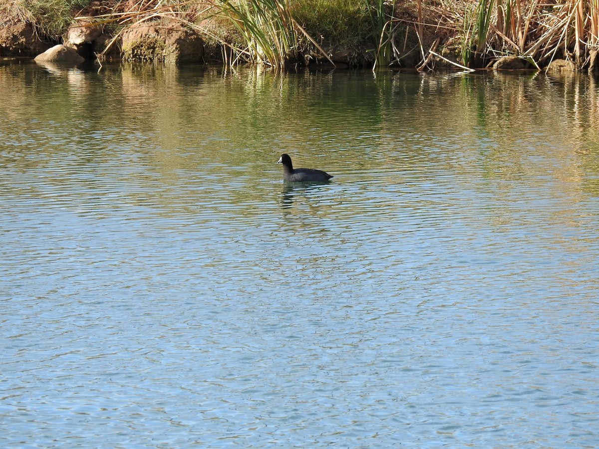 American Coot - ML611628869