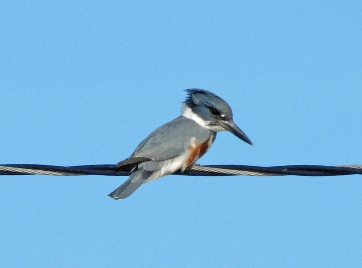 Belted Kingfisher - ML611628897